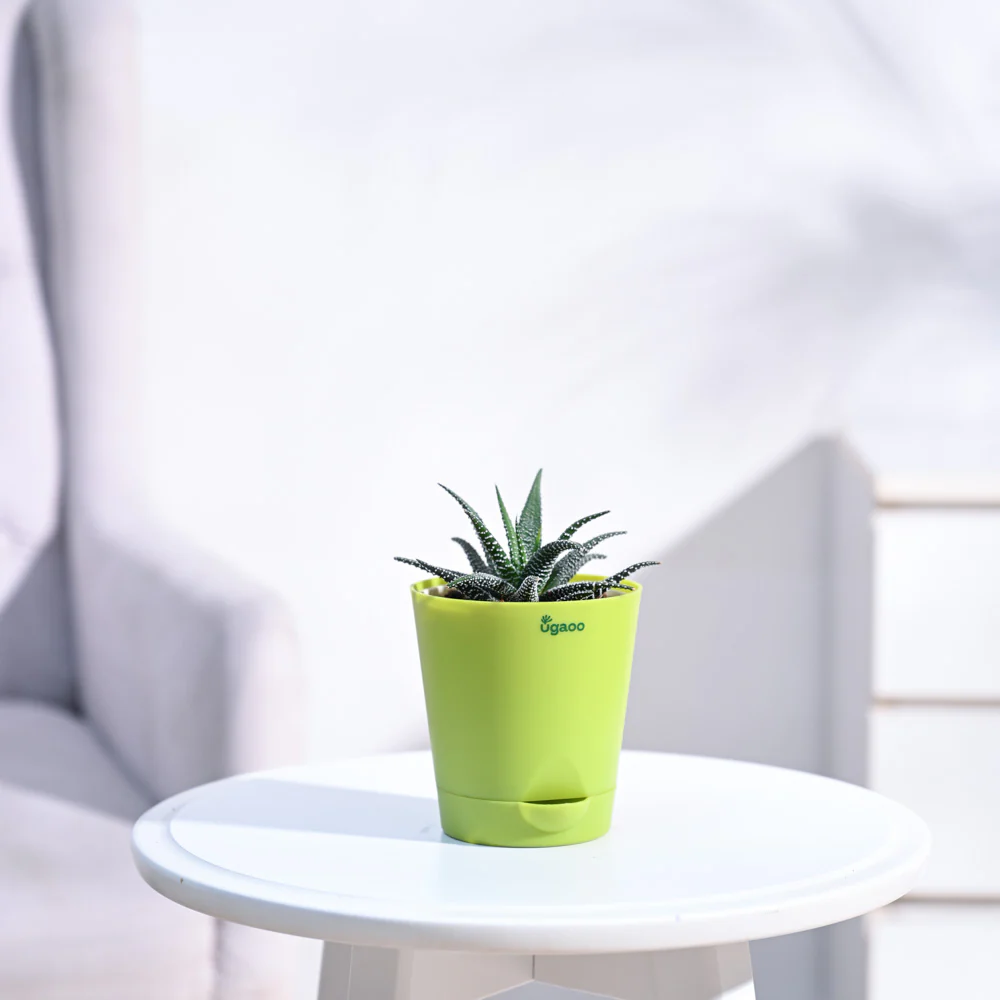 Haworthia Fasciata Plant - Image 19