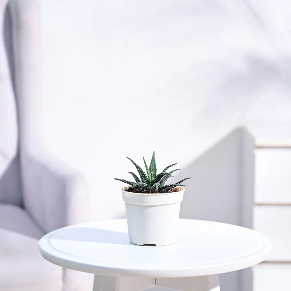 Haworthia Fasciata Plant - Image 20