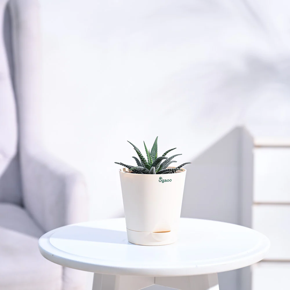 Haworthia Fasciata Plant - Image 21
