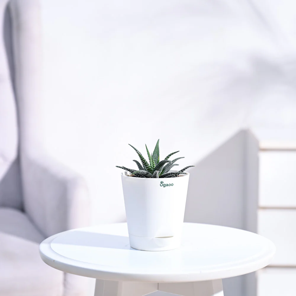 Haworthia Fasciata Plant - Image 22
