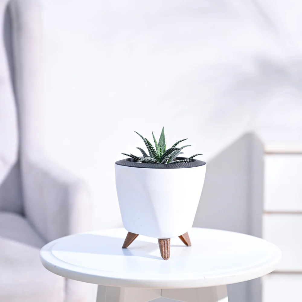 Haworthia Fasciata Plant - Image 3