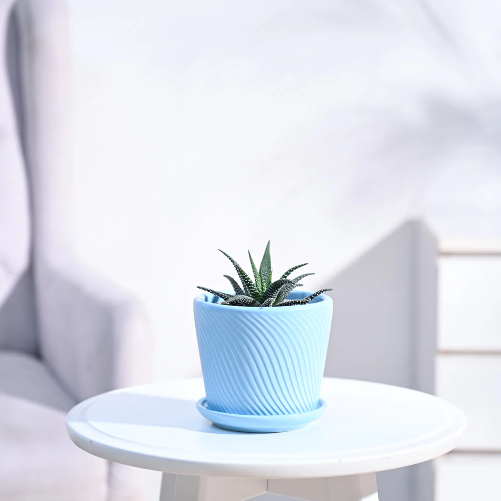 Haworthia Fasciata Plant - Image 4