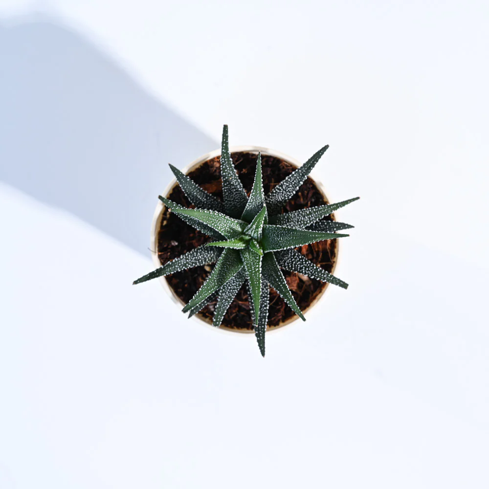 Haworthia Fasciata Plant - Image 48