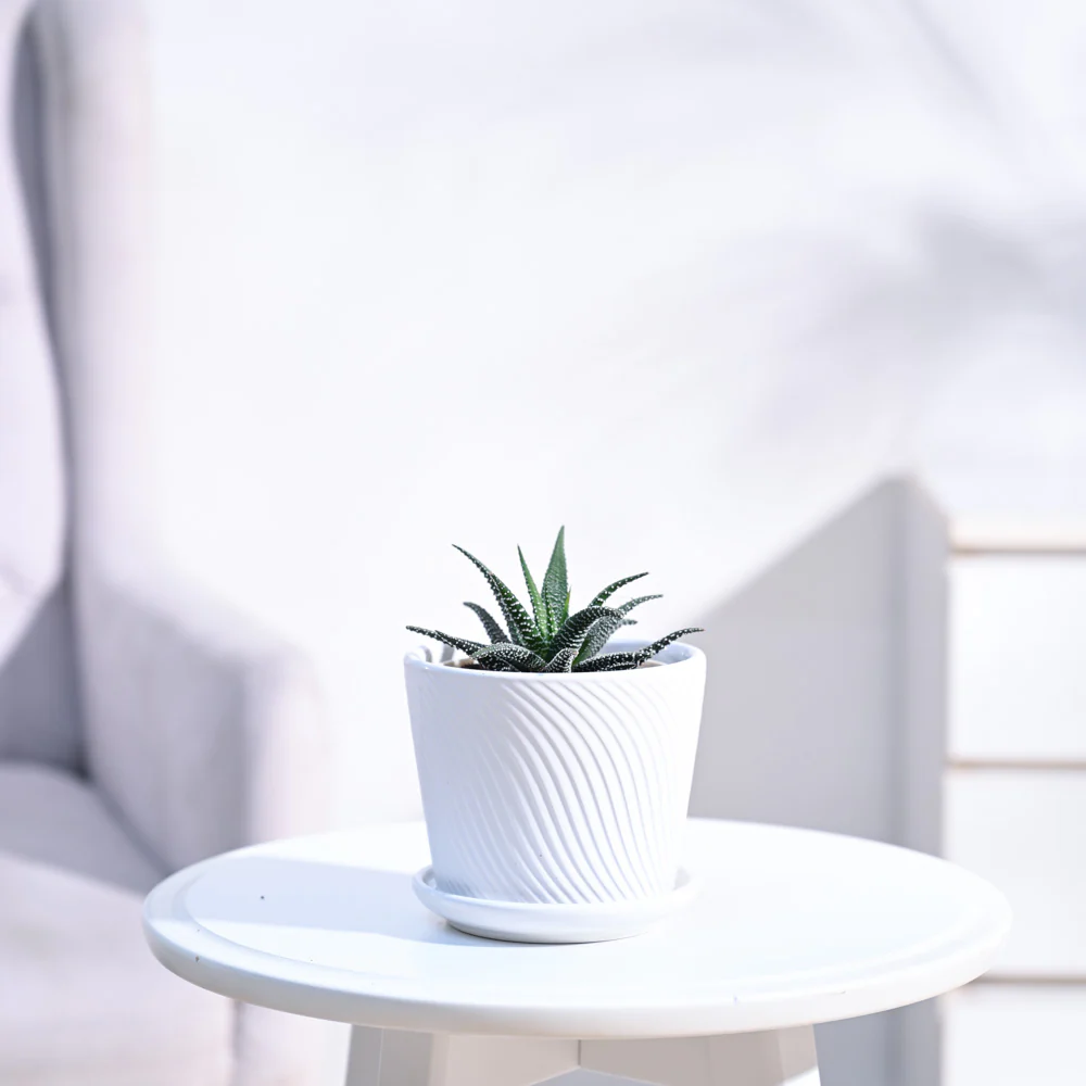 Haworthia Fasciata Plant - Image 5
