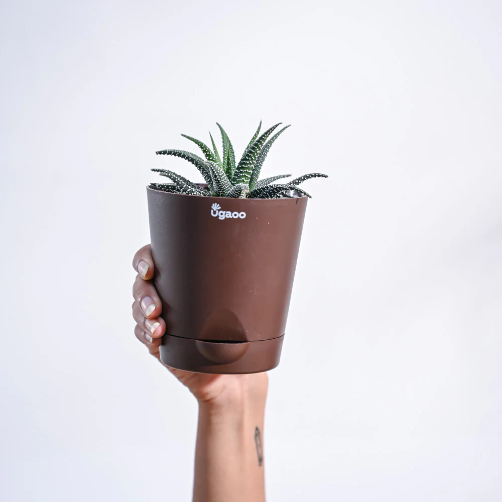 Haworthia Fasciata Plant - Image 51