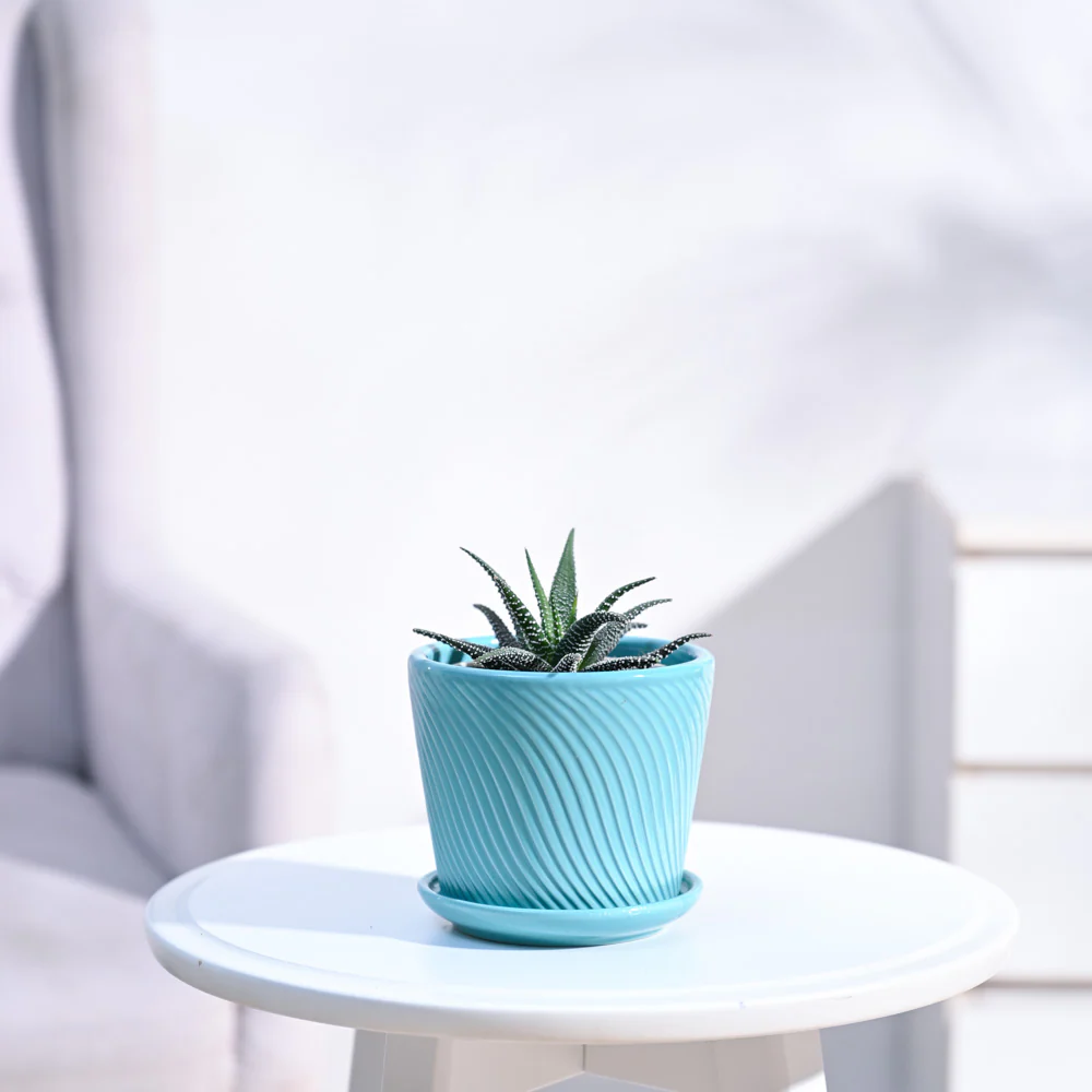 Haworthia Fasciata Plant - Image 6