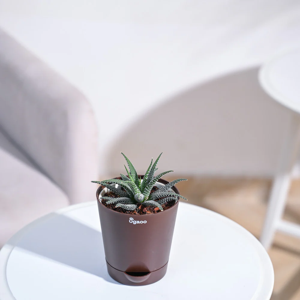 Haworthia Fasciata Plant - Image 60