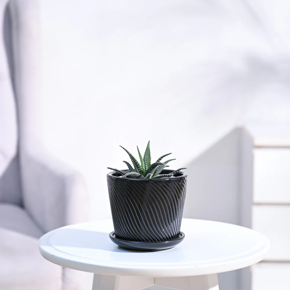 Haworthia Fasciata Plant - Image 7