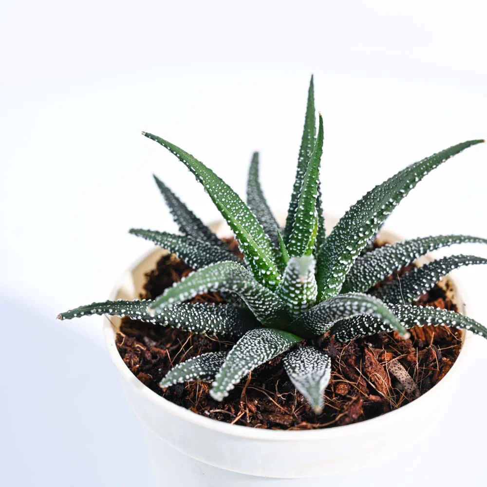 Haworthia Fasciata Plant - Image 77