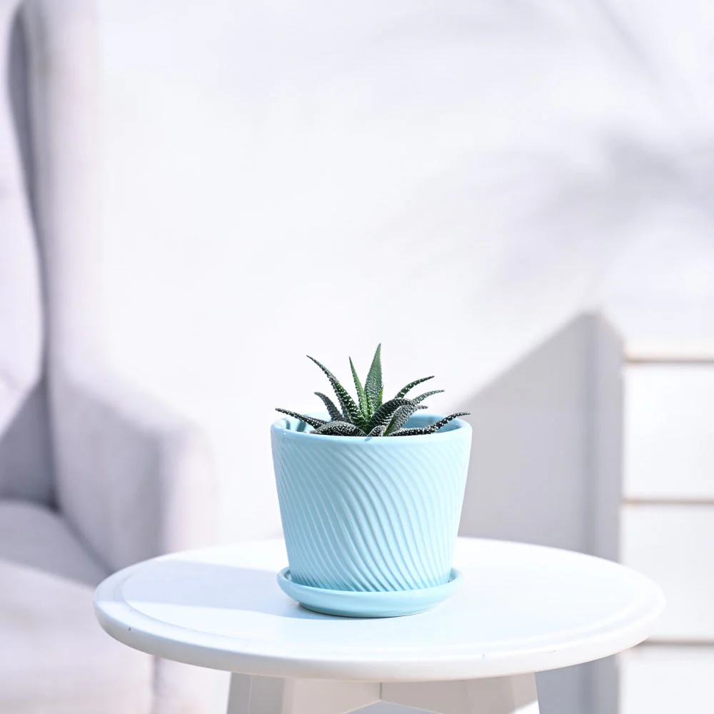 Haworthia Fasciata Plant - Image 8