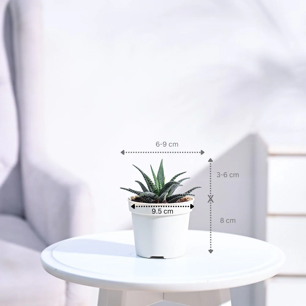 Haworthia Fasciata Plant - Image 89