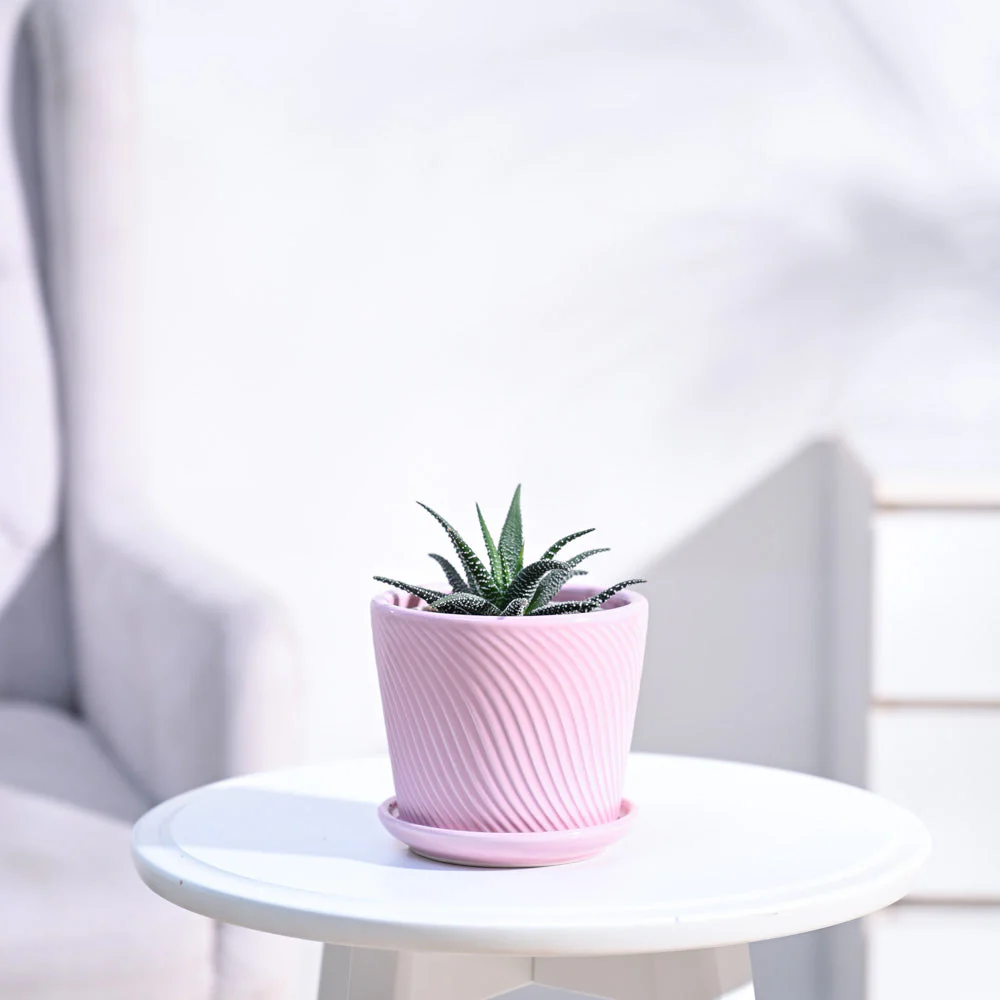 Haworthia Fasciata Plant - Image 9