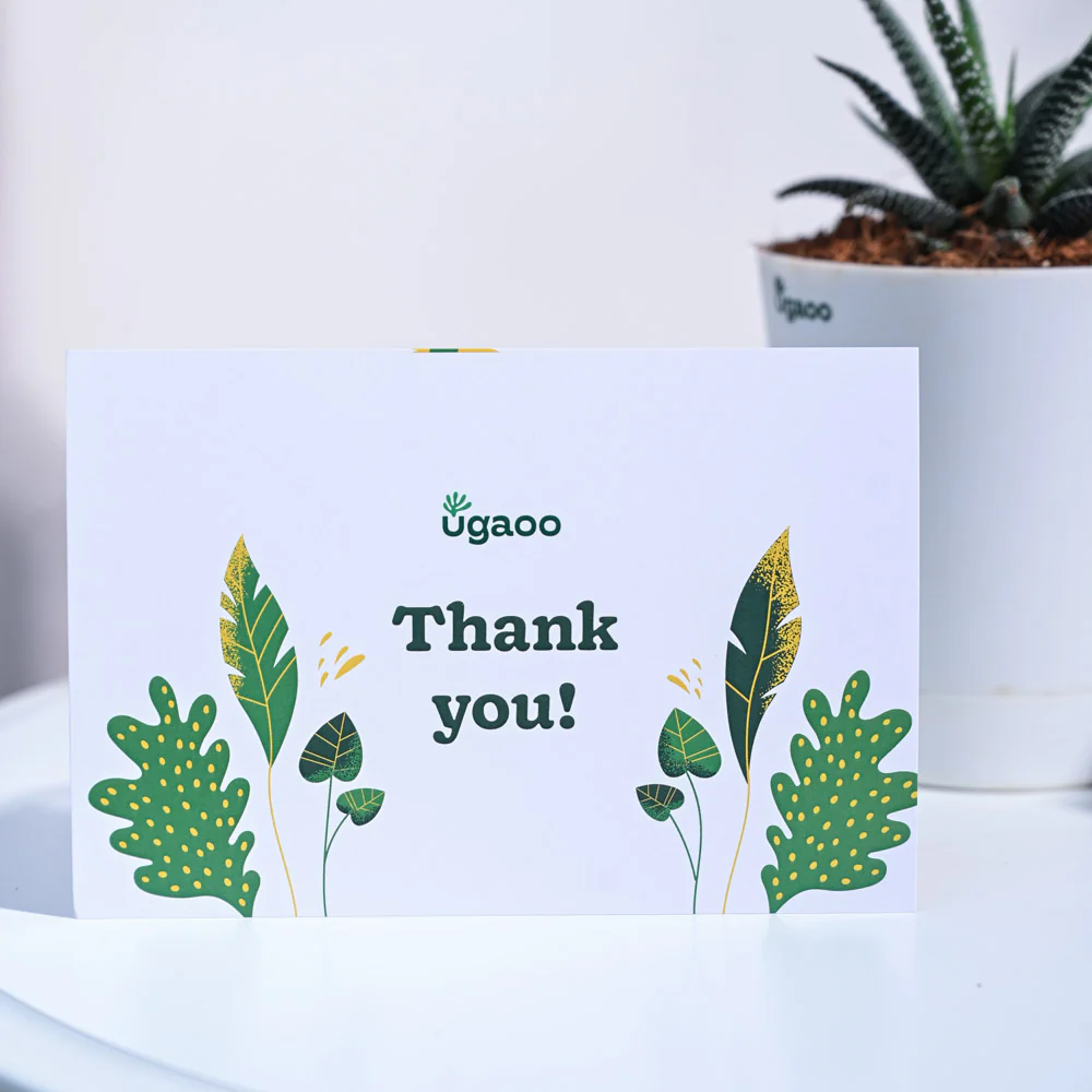 Haworthia Fasciata Thank you Gift Hamper - Image 4