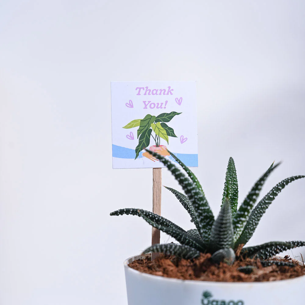 Haworthia Fasciata Thank you Gift Hamper - Image 5