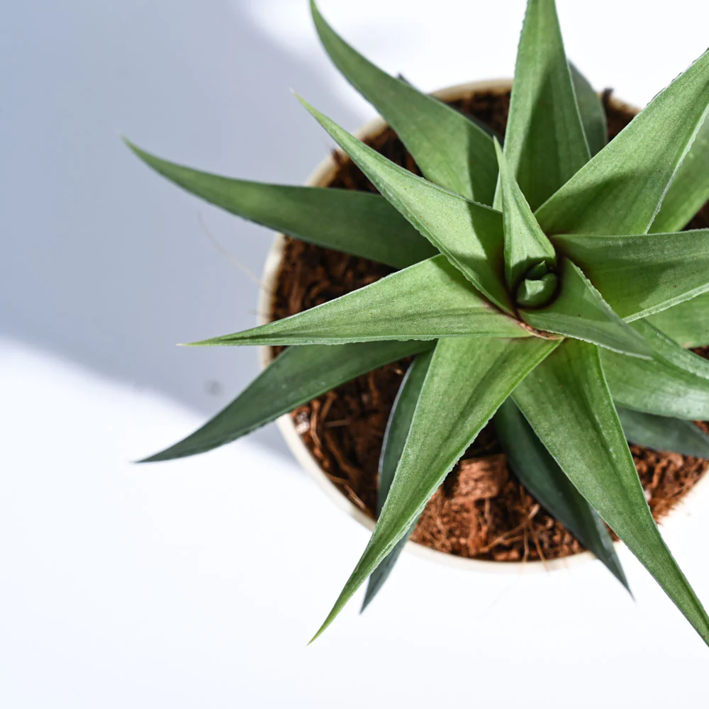 Haworthia Limifolia var. Ubomboensis - Image 3