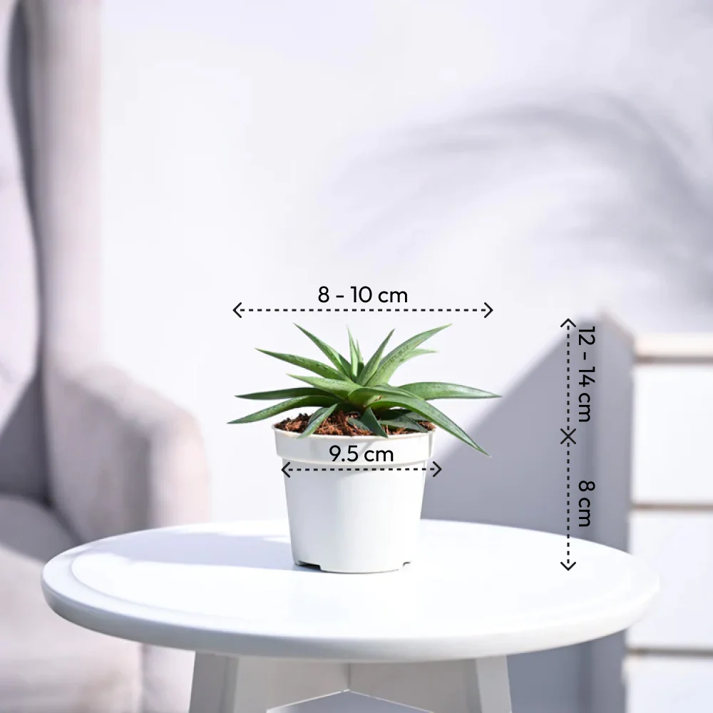 Haworthia Limifolia var. Ubomboensis - Image 4