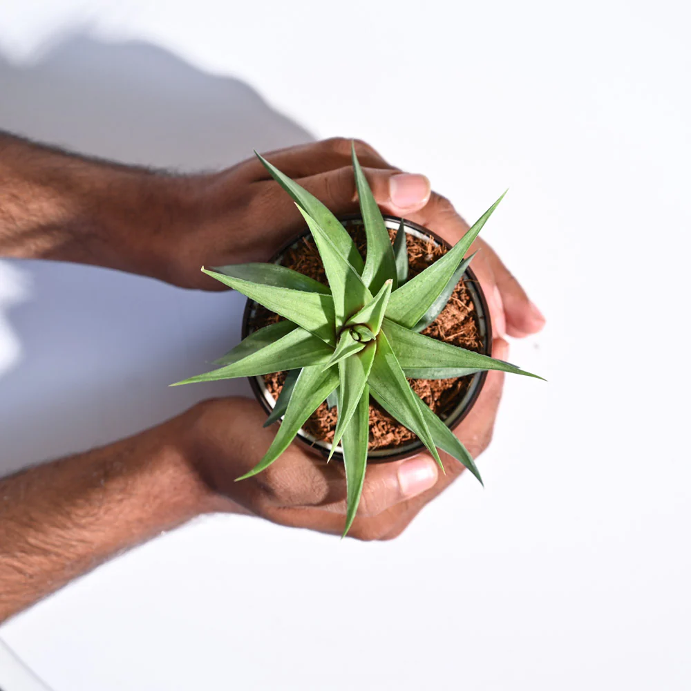 Haworthia Limifolia var. Ubomboensis - Image 57
