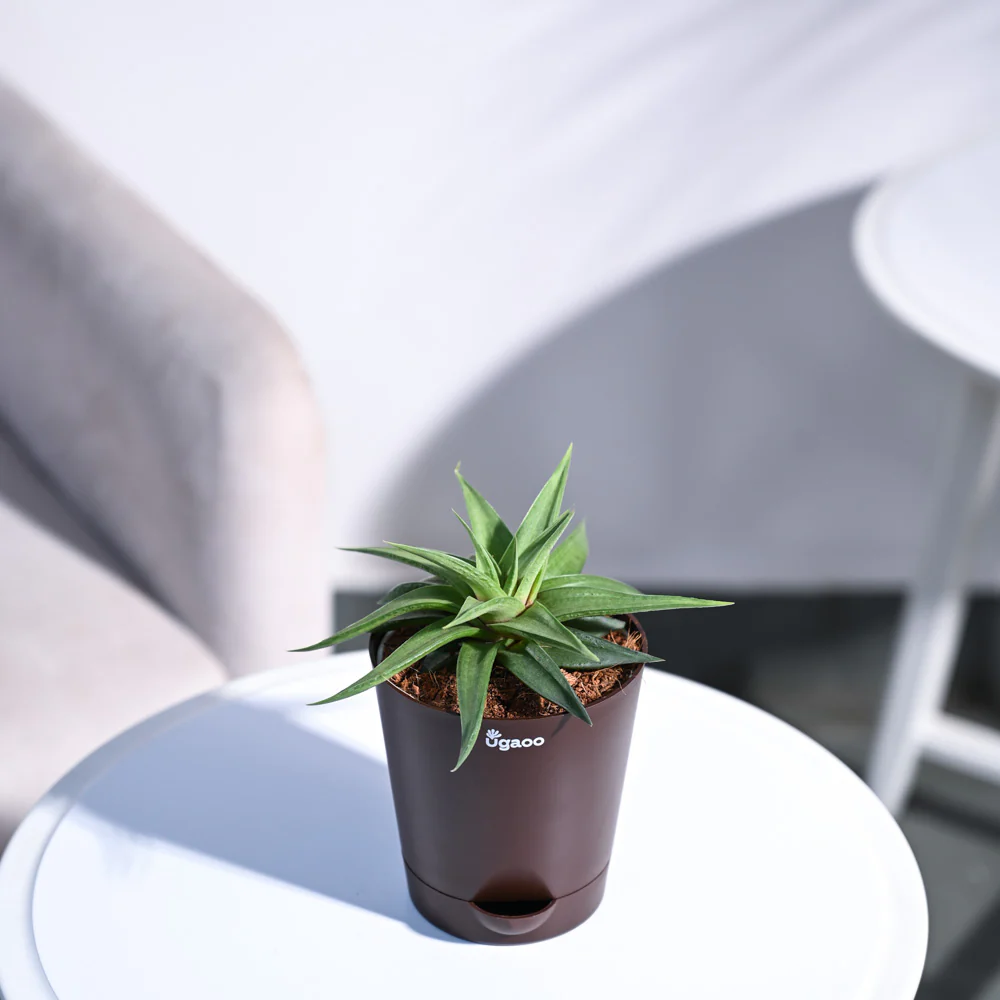 Haworthia Limifolia var. Ubomboensis - Image 66