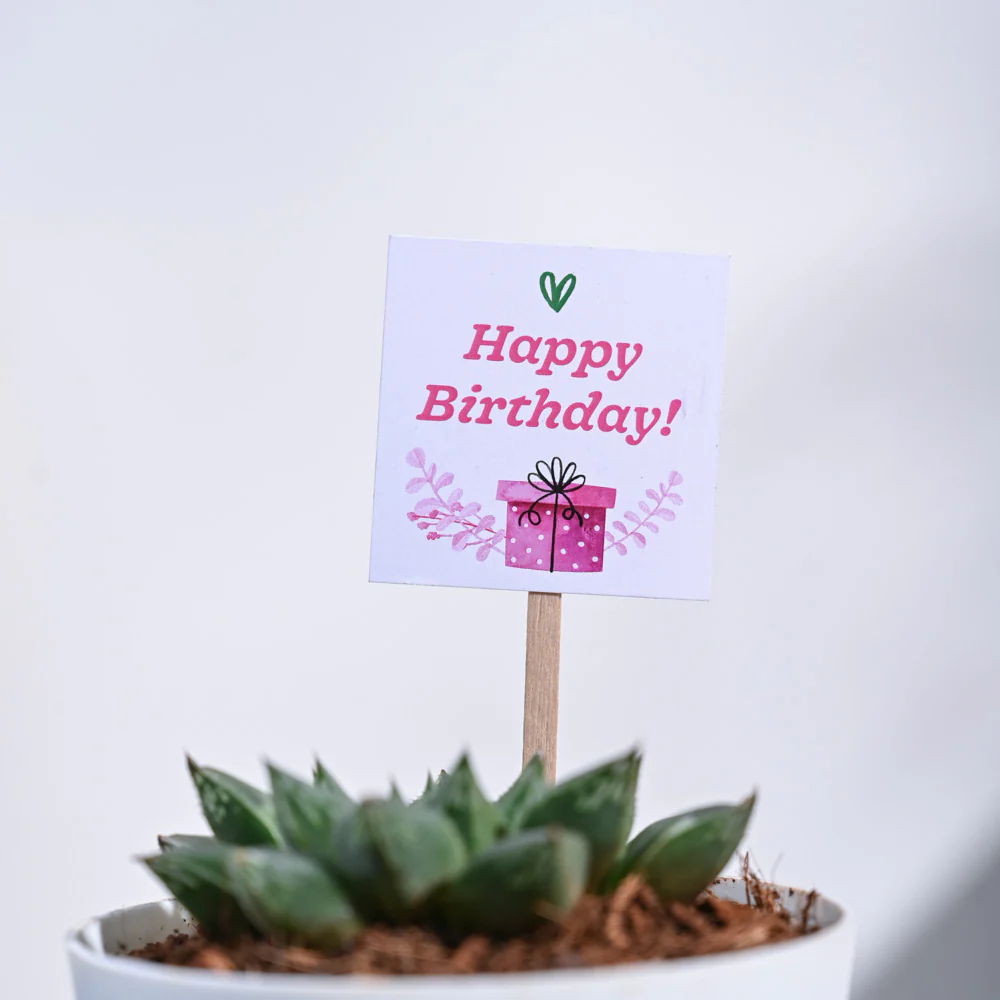 Haworthia Maculata Birthday Gift Hamper - Image 8