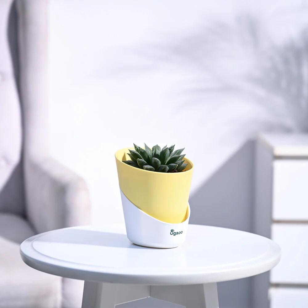 Haworthia Maculata Plant - Image 31