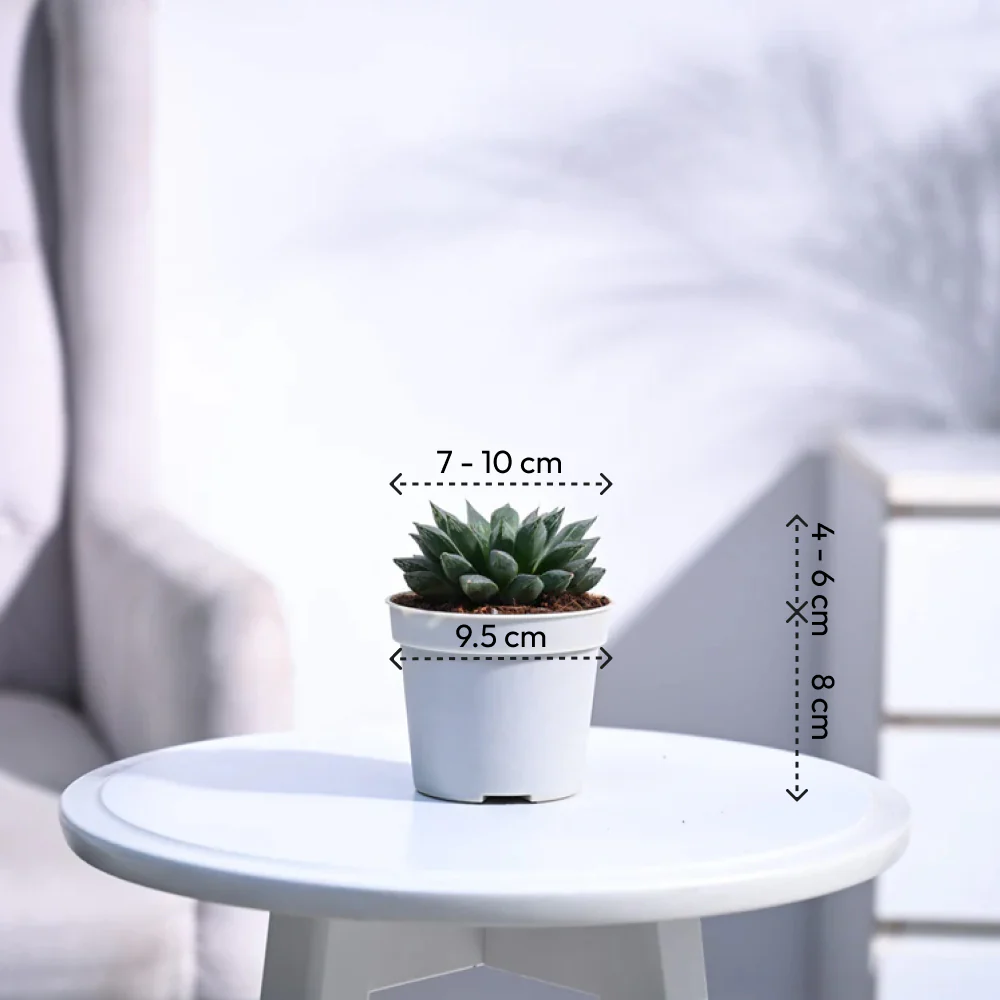 Haworthia Maculata Plant - Image 4