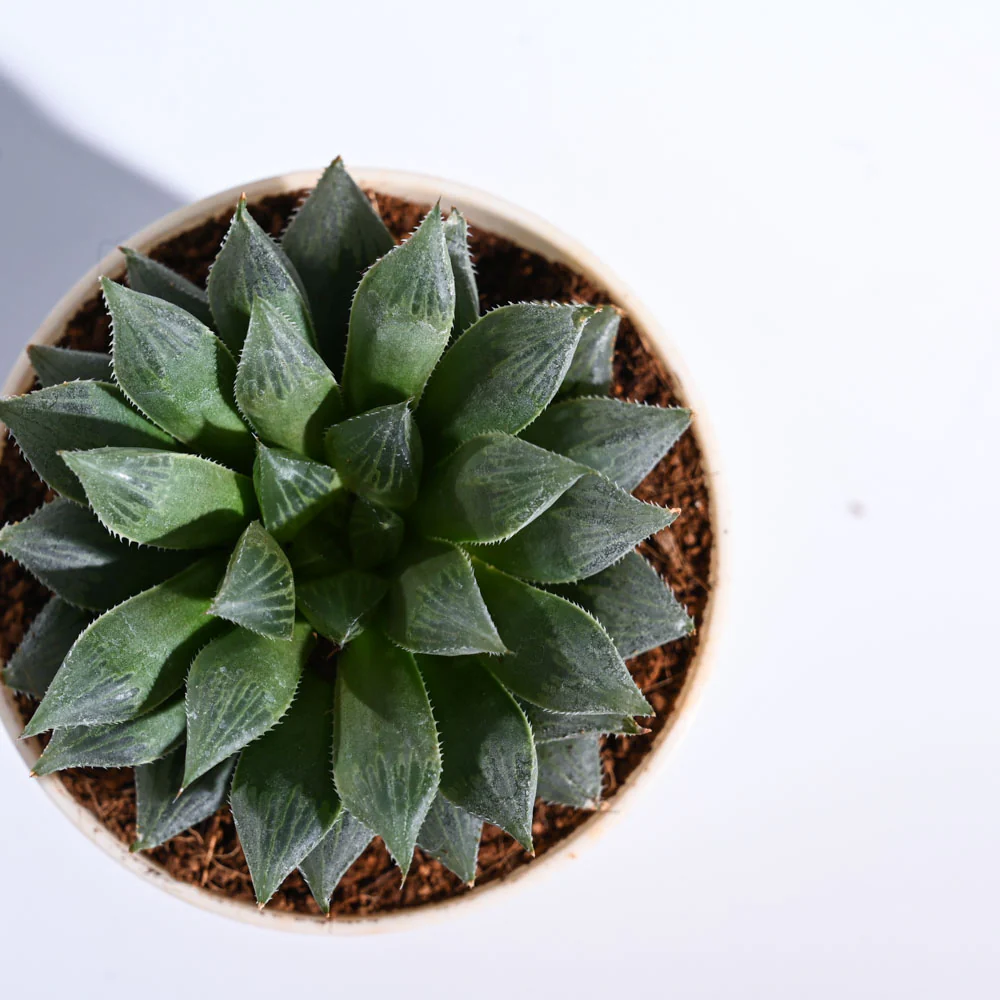 Haworthia Maculata Plant - Image 48