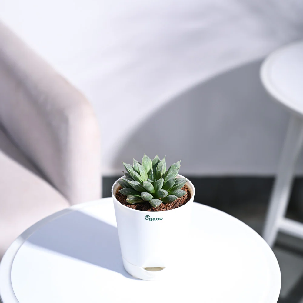 Haworthia Maculata Plant - Image 50