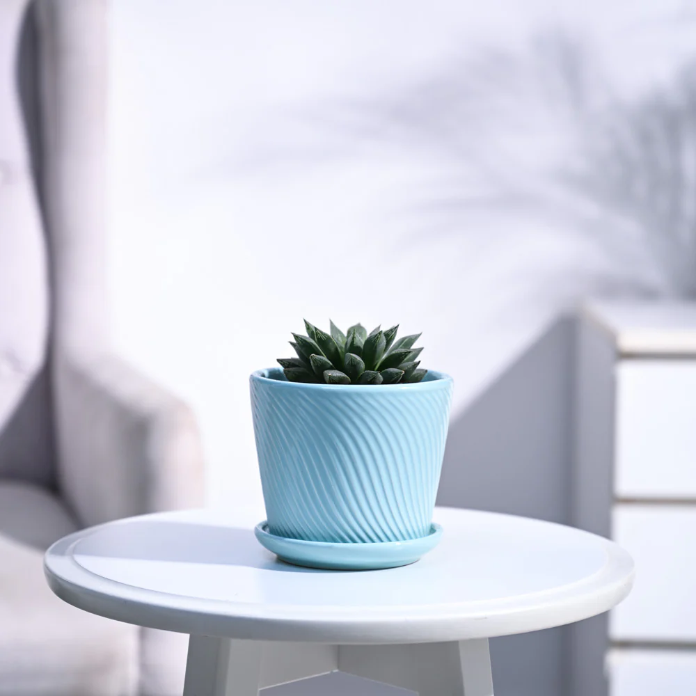 Haworthia Maculata Plant - Image 51