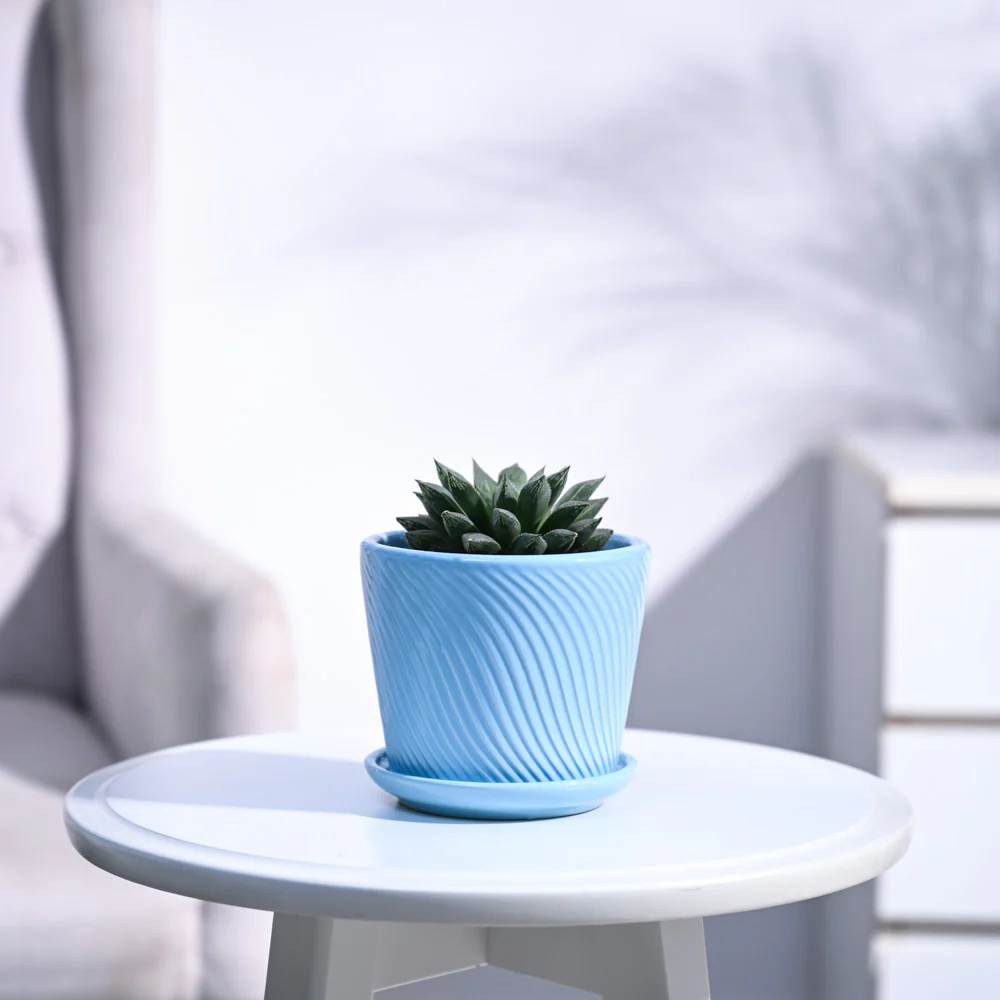Haworthia Maculata Plant - Image 55