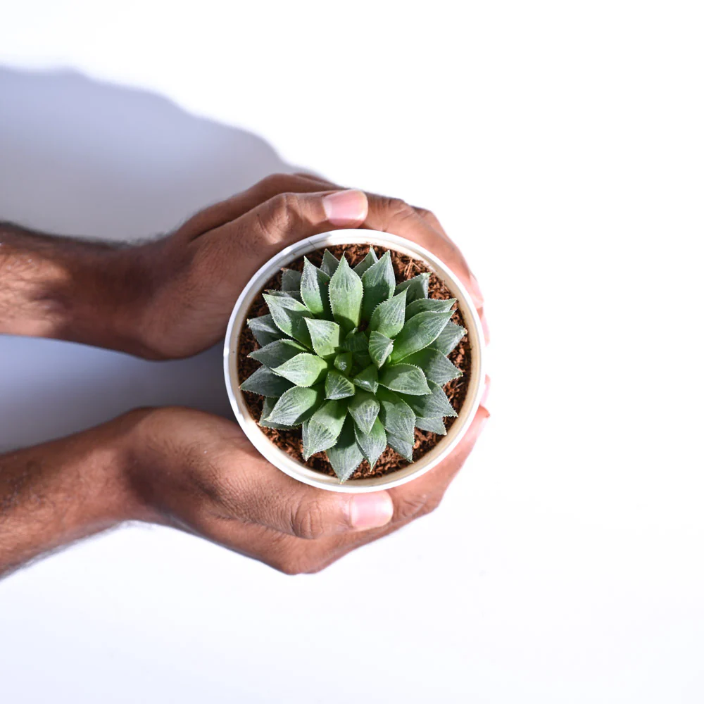 Haworthia Maculata Plant - Image 65