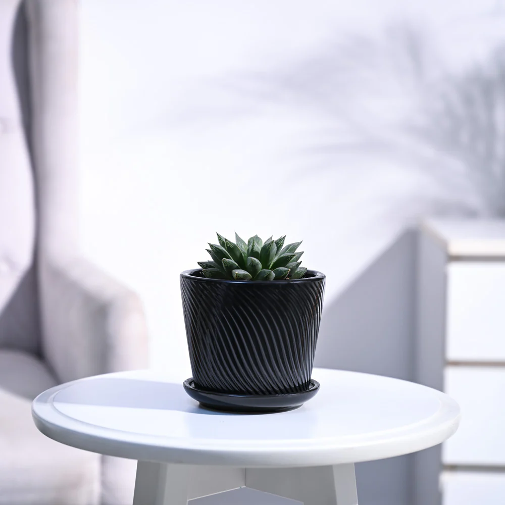 Haworthia Maculata Plant - Image 67