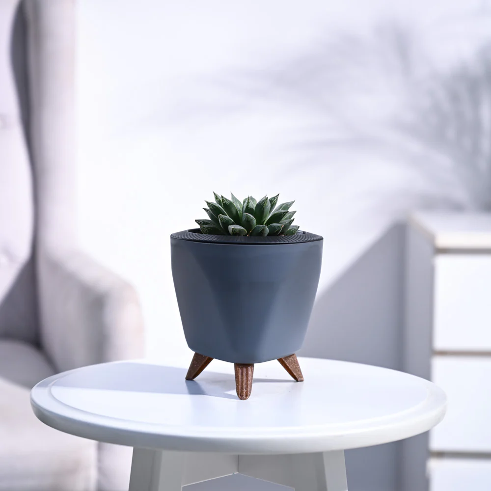Haworthia Maculata Plant - Image 71