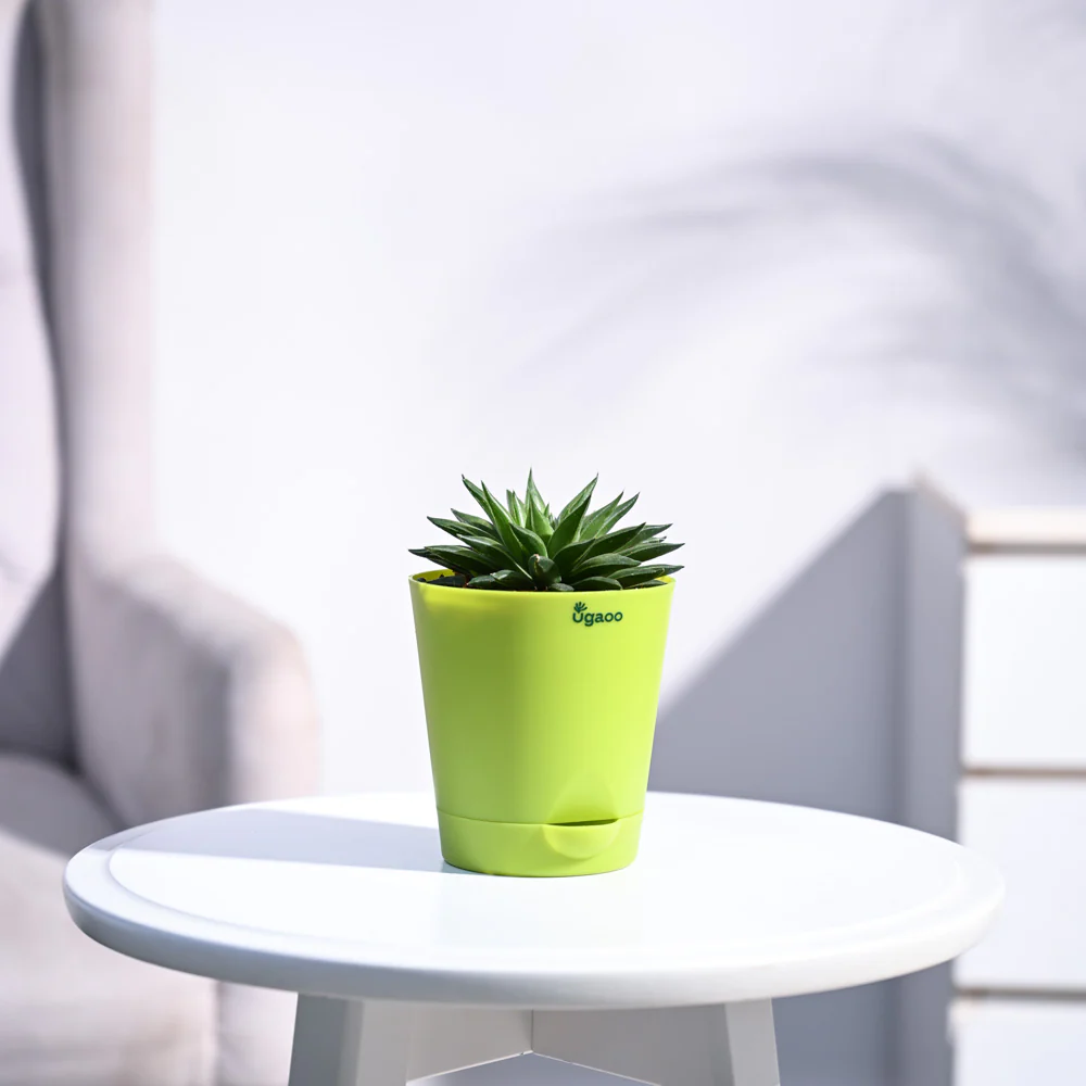 Haworthia Turgida - Image 19