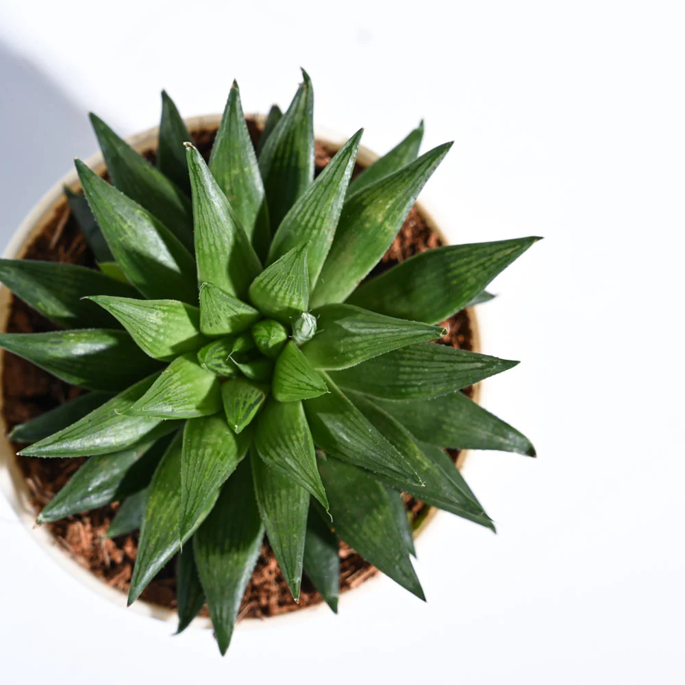 Haworthia Turgida - Image 28