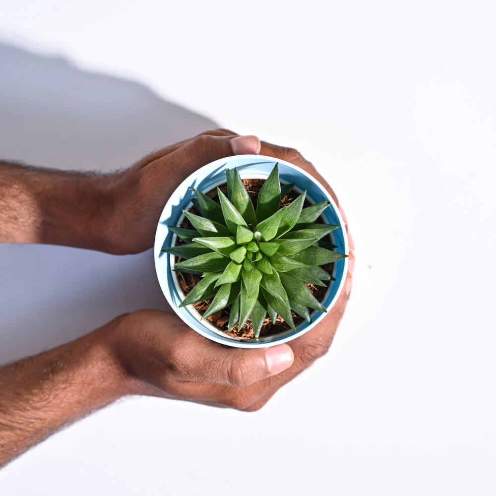 Haworthia Turgida - Image 45