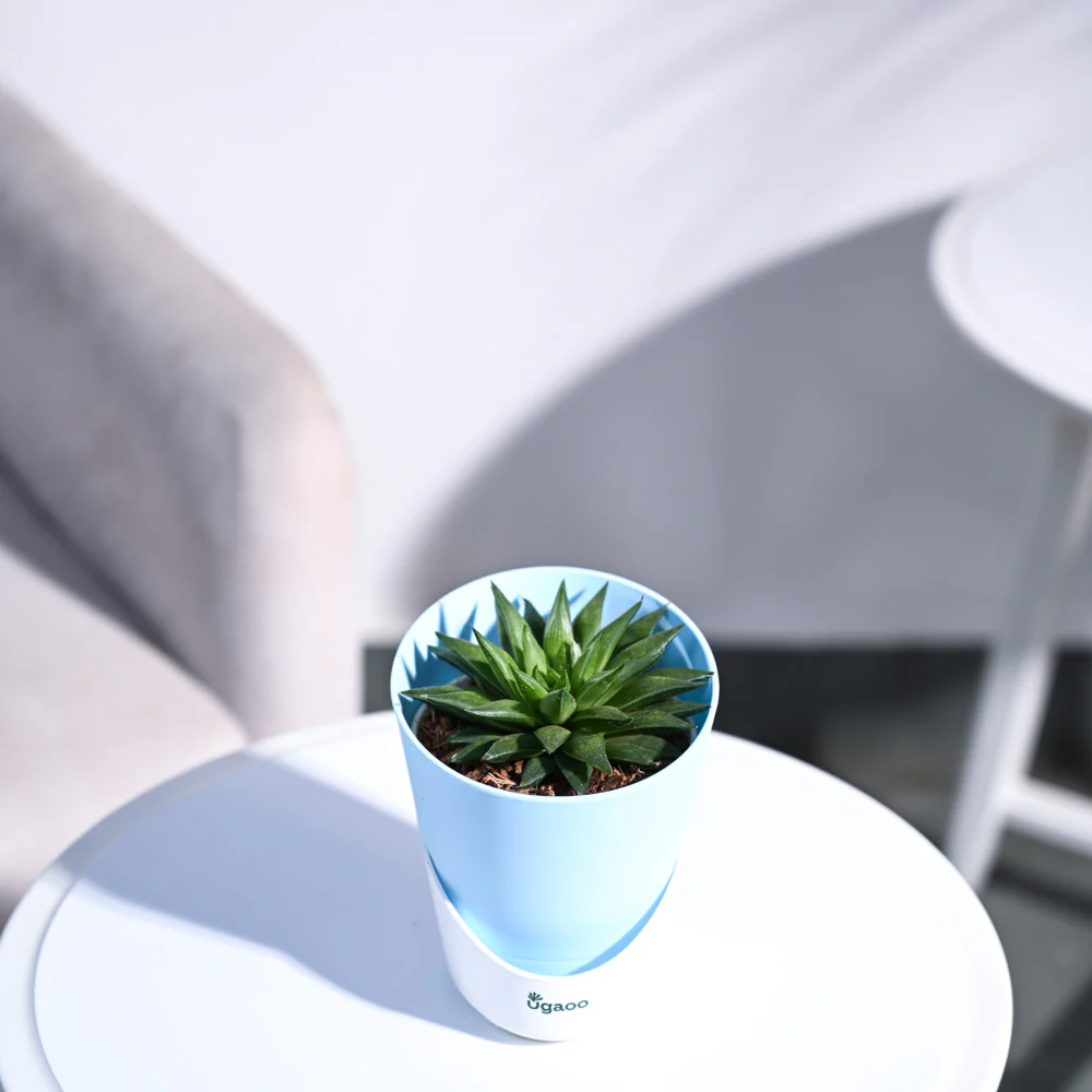 Haworthia Turgida - Image 62
