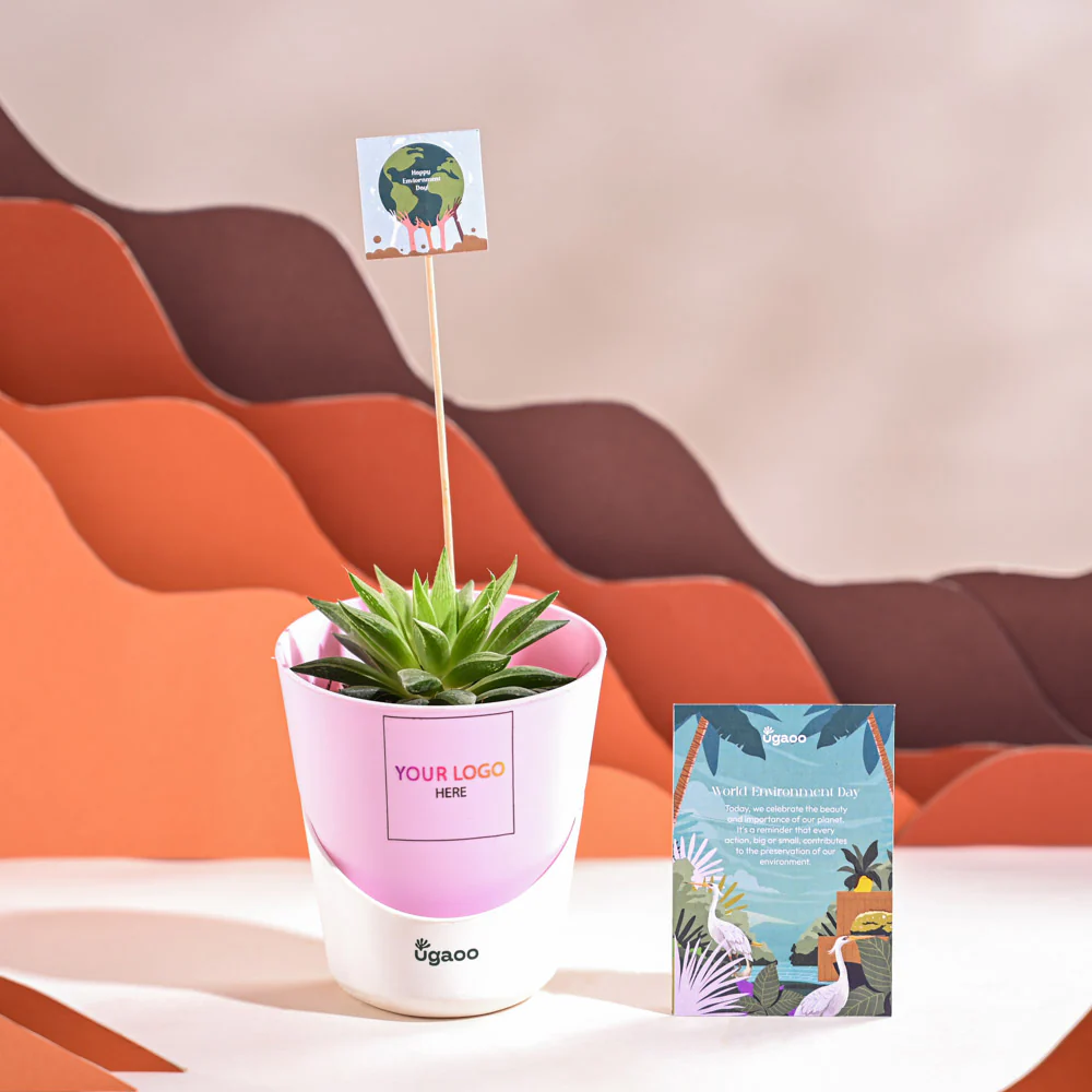 Haworthia Turgida For Environment Day Gifting - Image 26