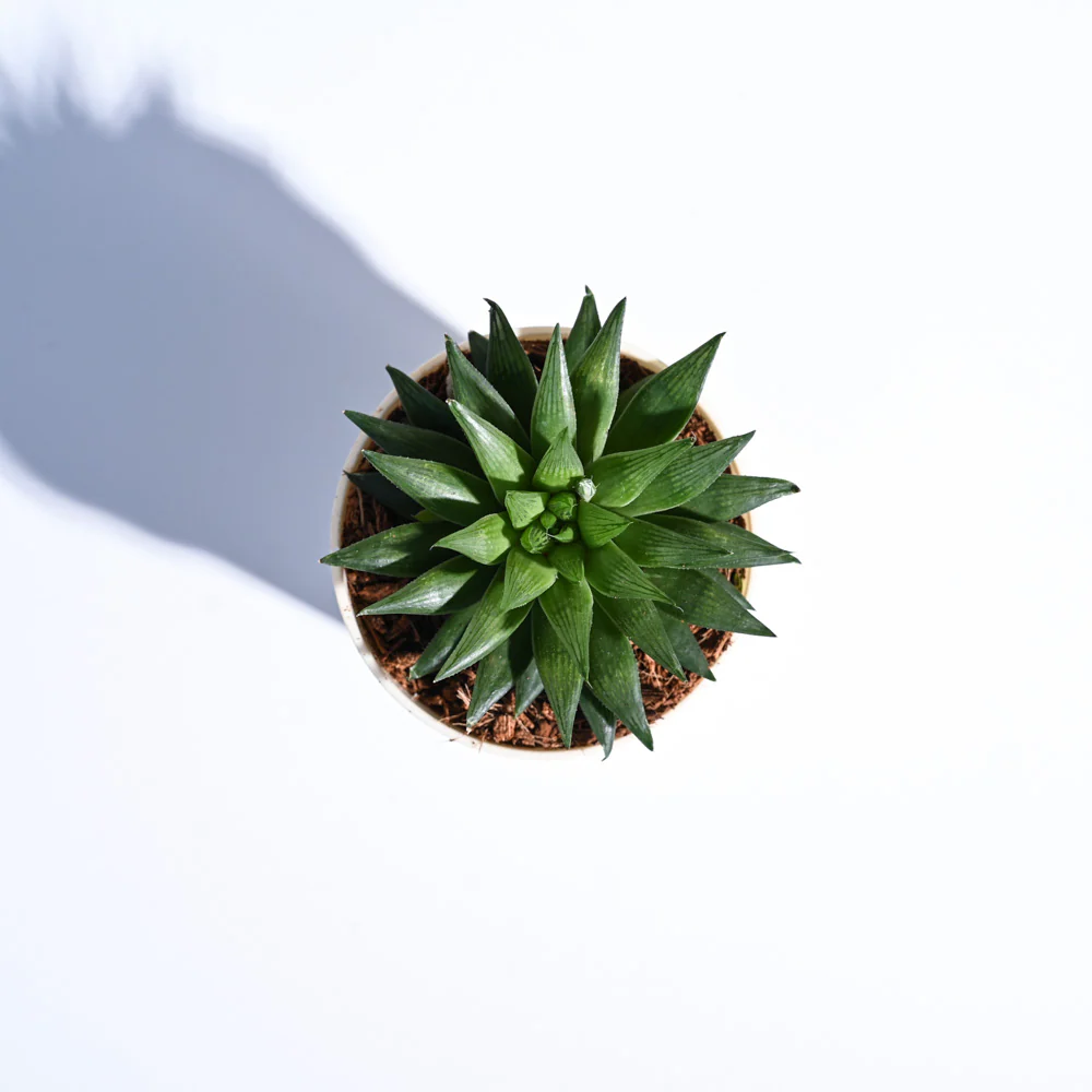 Haworthia Turgida For Environment Day Gifting - Image 66