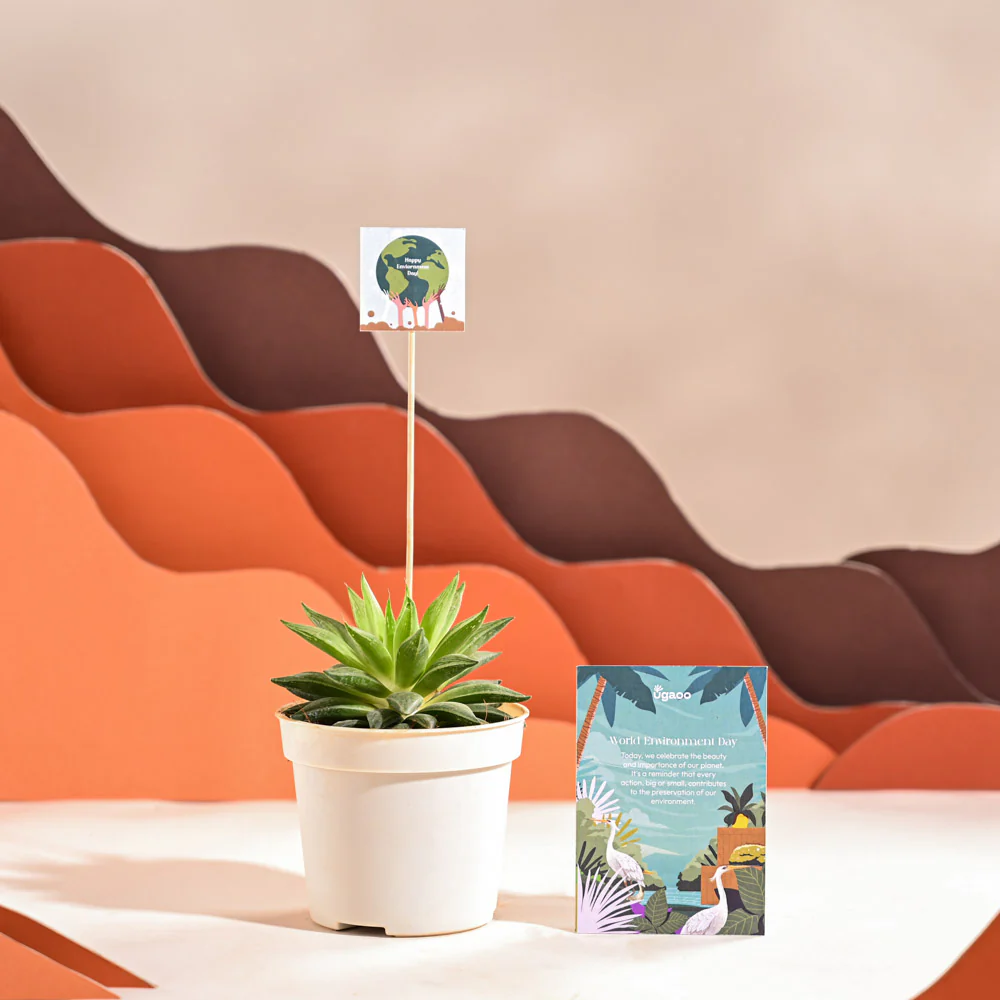 Haworthia Turgida For Environment Day Gifting - Image 9