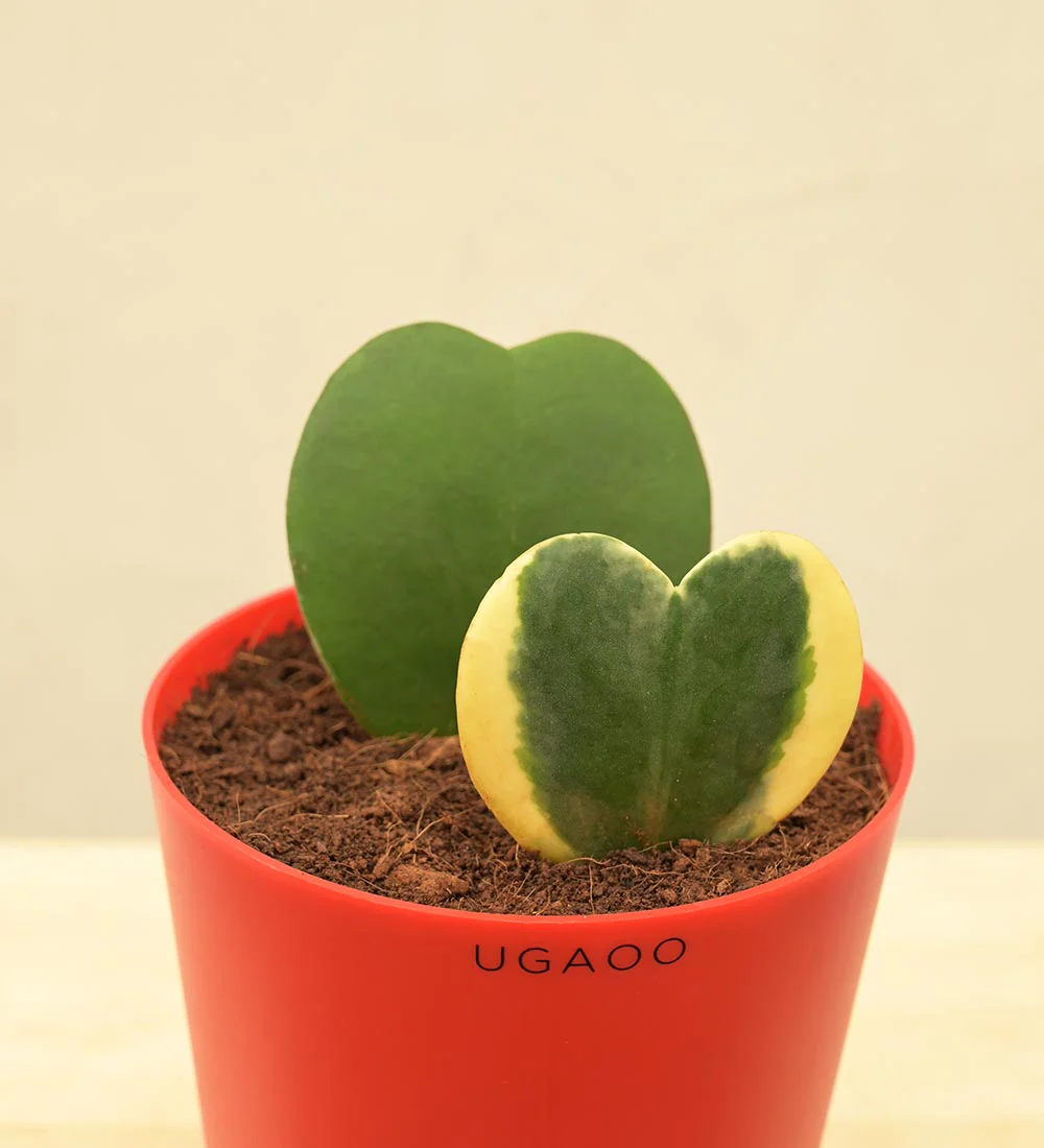 Heart Hoya Green and Variegated Plant Bouquet - Image 2