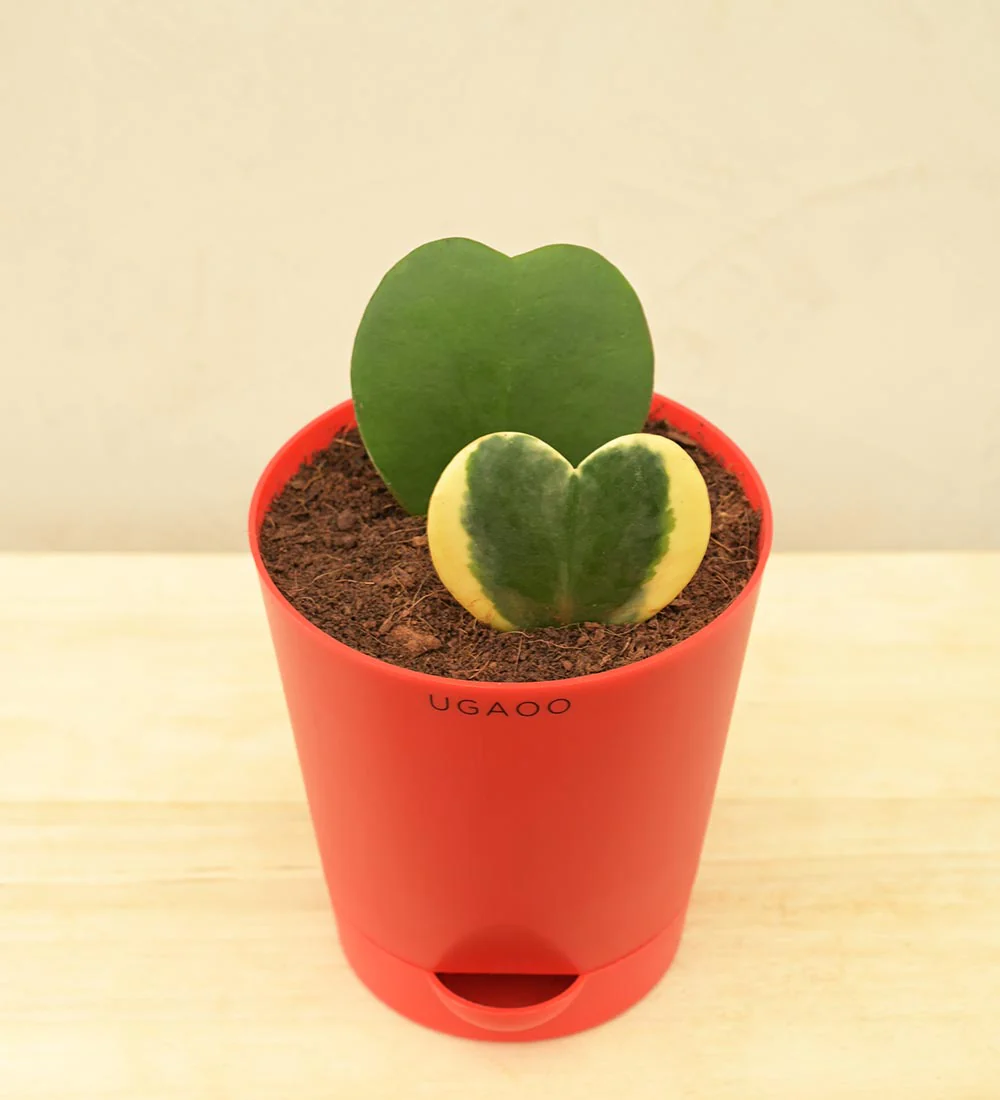 Heart Hoya Green and Variegated Plant Bouquet - Image 5