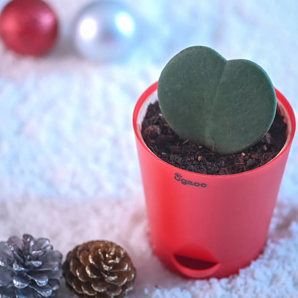 Heart Hoya Green Plant for Christmas - Image 6