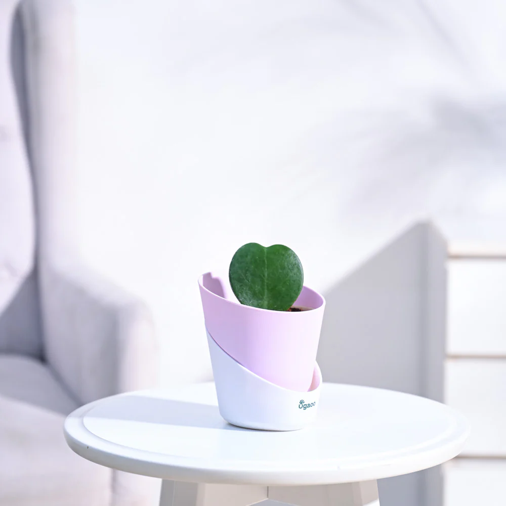 Heart Hoya Plant - Image 10
