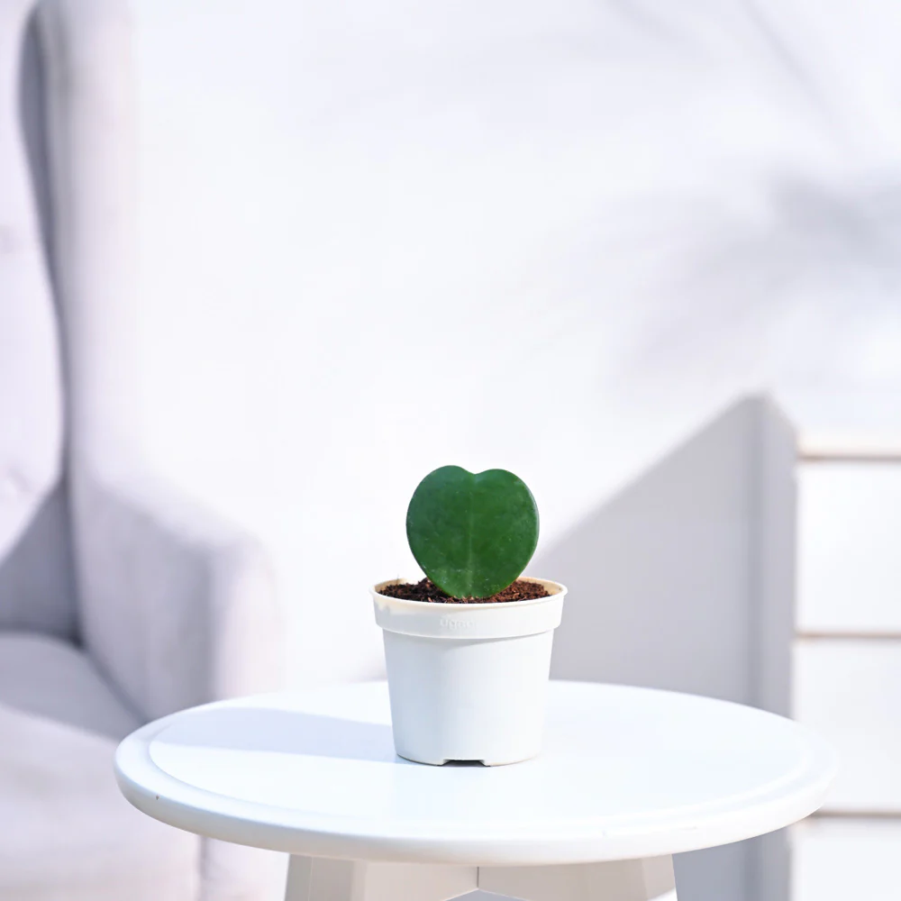 Heart Hoya Plant - Image 12