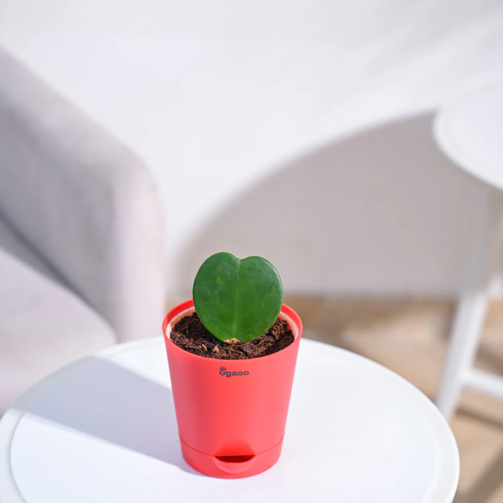 Heart Hoya Plant - Image 128