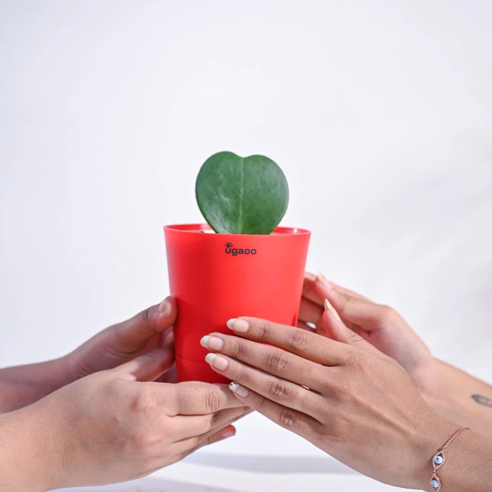 Heart Hoya Plant - Image 129