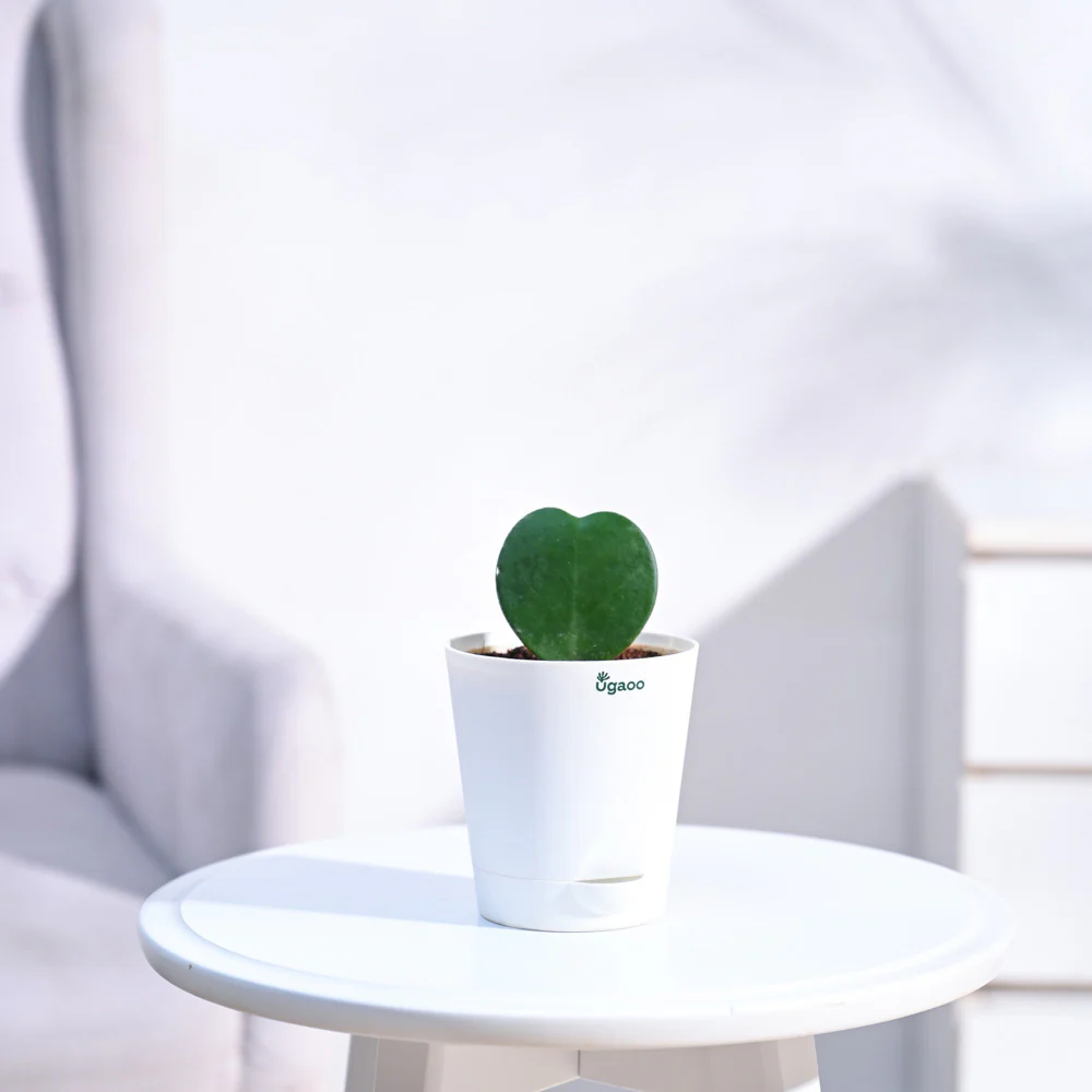 Heart Hoya Plant - Image 17