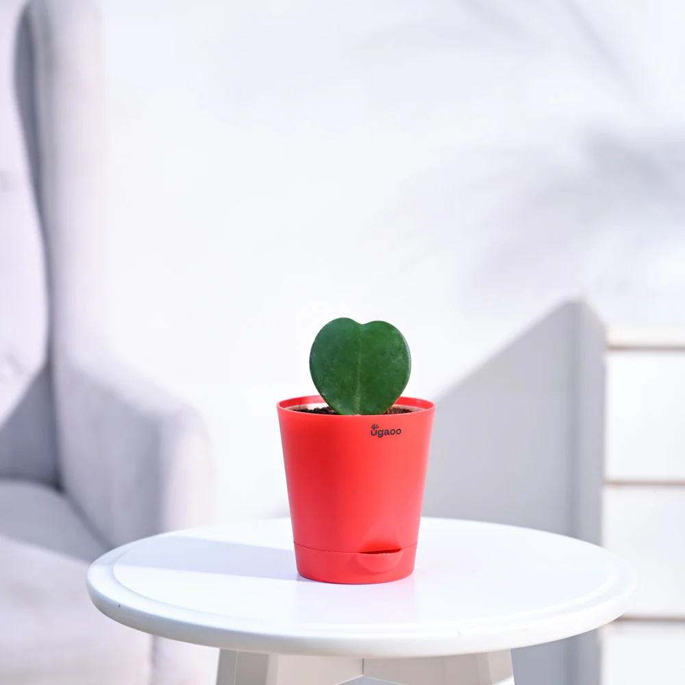 Heart Hoya Plant - Image 18