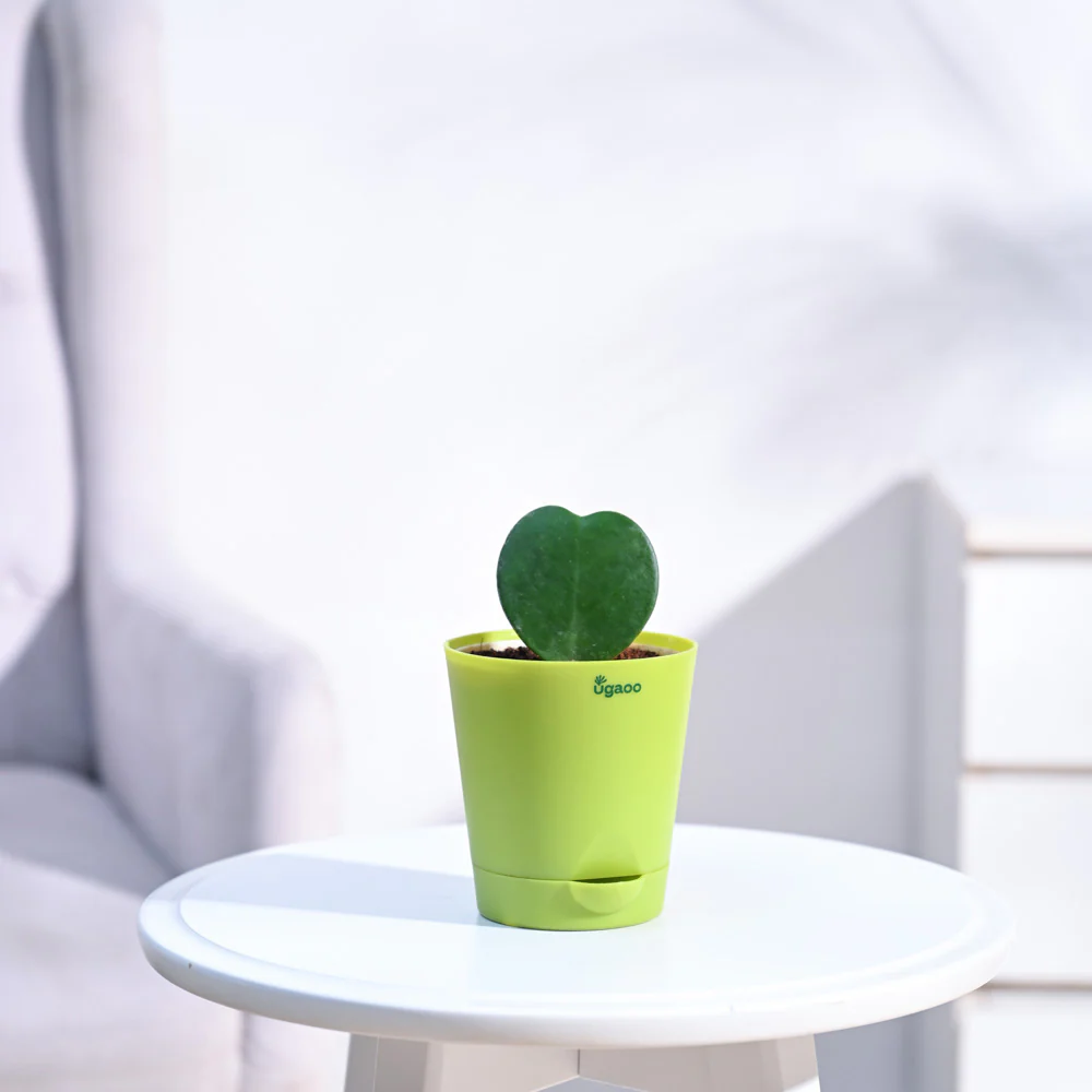 Heart Hoya Plant - Image 19