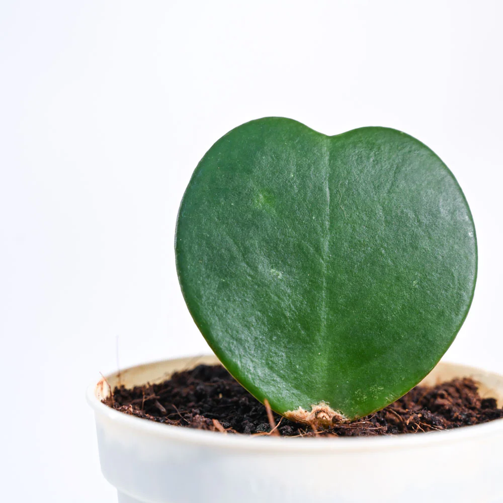 Heart Hoya Plant - Image 50